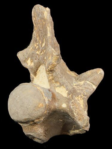 Nice Mosasaur (Platecarpus) Dorsal Vertebrae - Kansas #48773